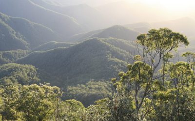 Rainforest mountain ridges at dawn, New South Wales, Australia.