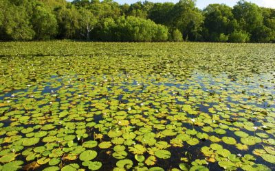 water lillies blanket Keating lagoon, cooktown, queensland, australia. crocodile waterhole vibrant green aussie lake
